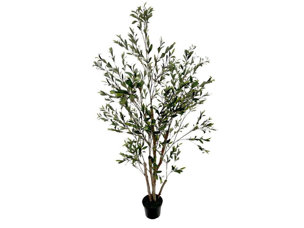 Acosta_6ft_Olive_Tree_in_Braided_Basket_598551251