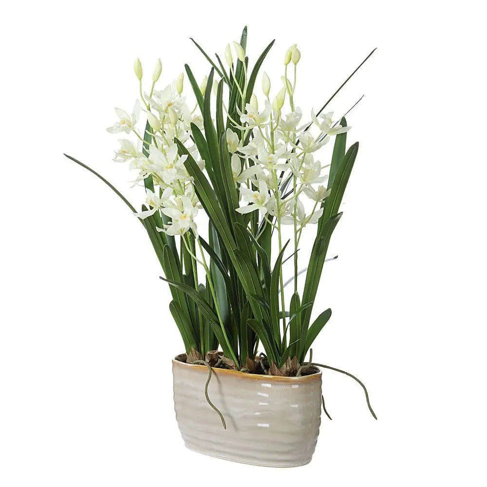 Ariana_Orchid_Angled_378131428
