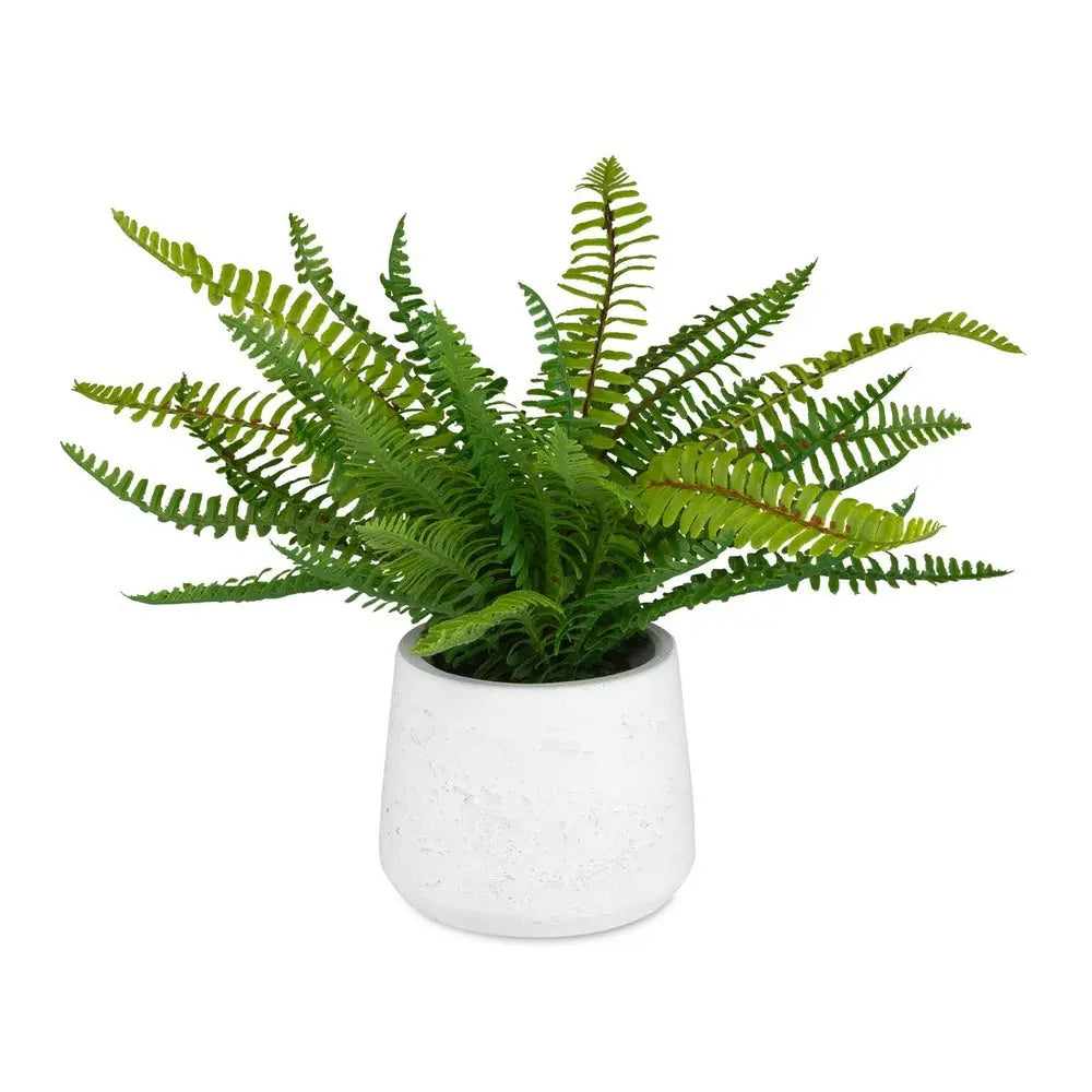 Boston_Fern_White_767018136