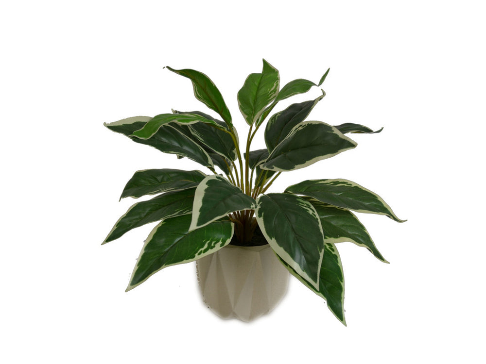 Flora_13in_Hosta_Plant_in_Geometric_Cement_949107314