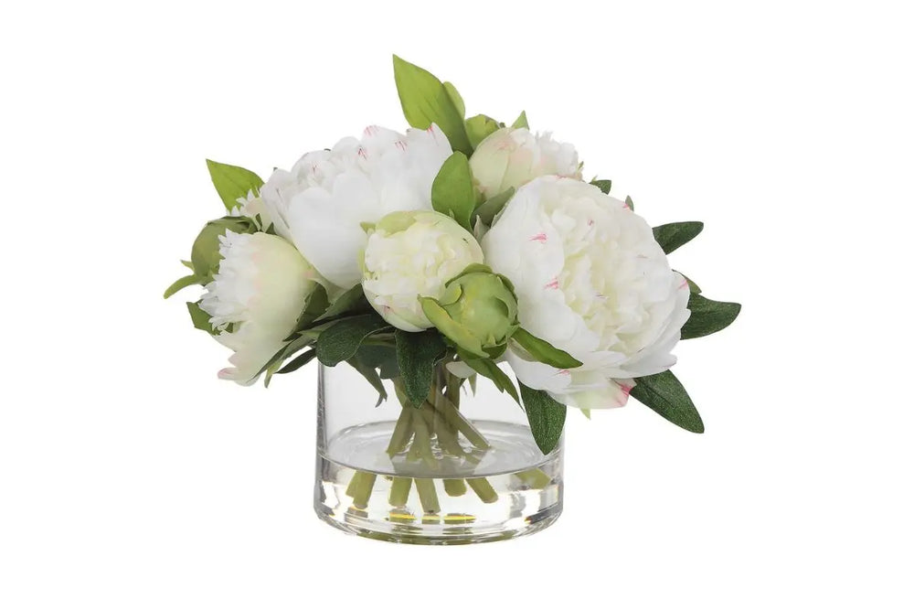 Garden_Peony_Plant_599257801