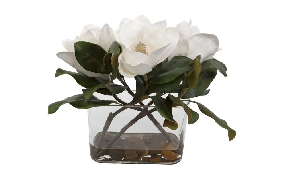 Middleton_Magnolia_Plant_642132140
