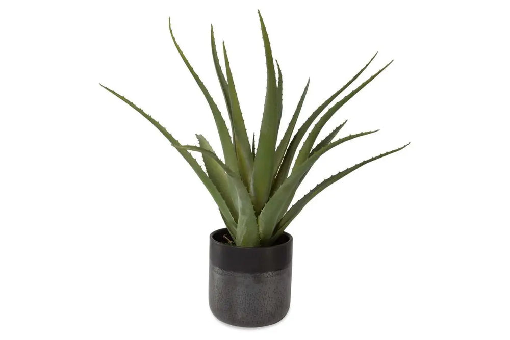 Tuscon_Plant_269732804